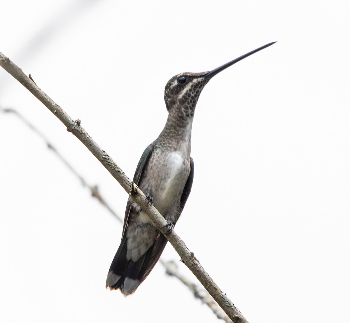 Stripe-breasted Starthroat - ML643900172