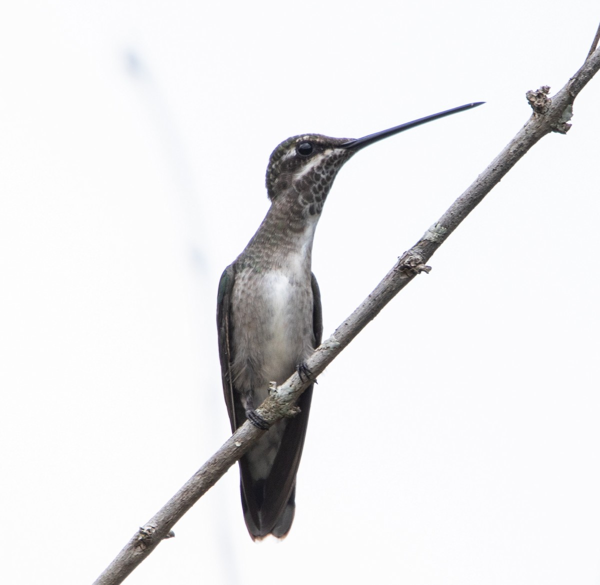 Stripe-breasted Starthroat - ML643900173