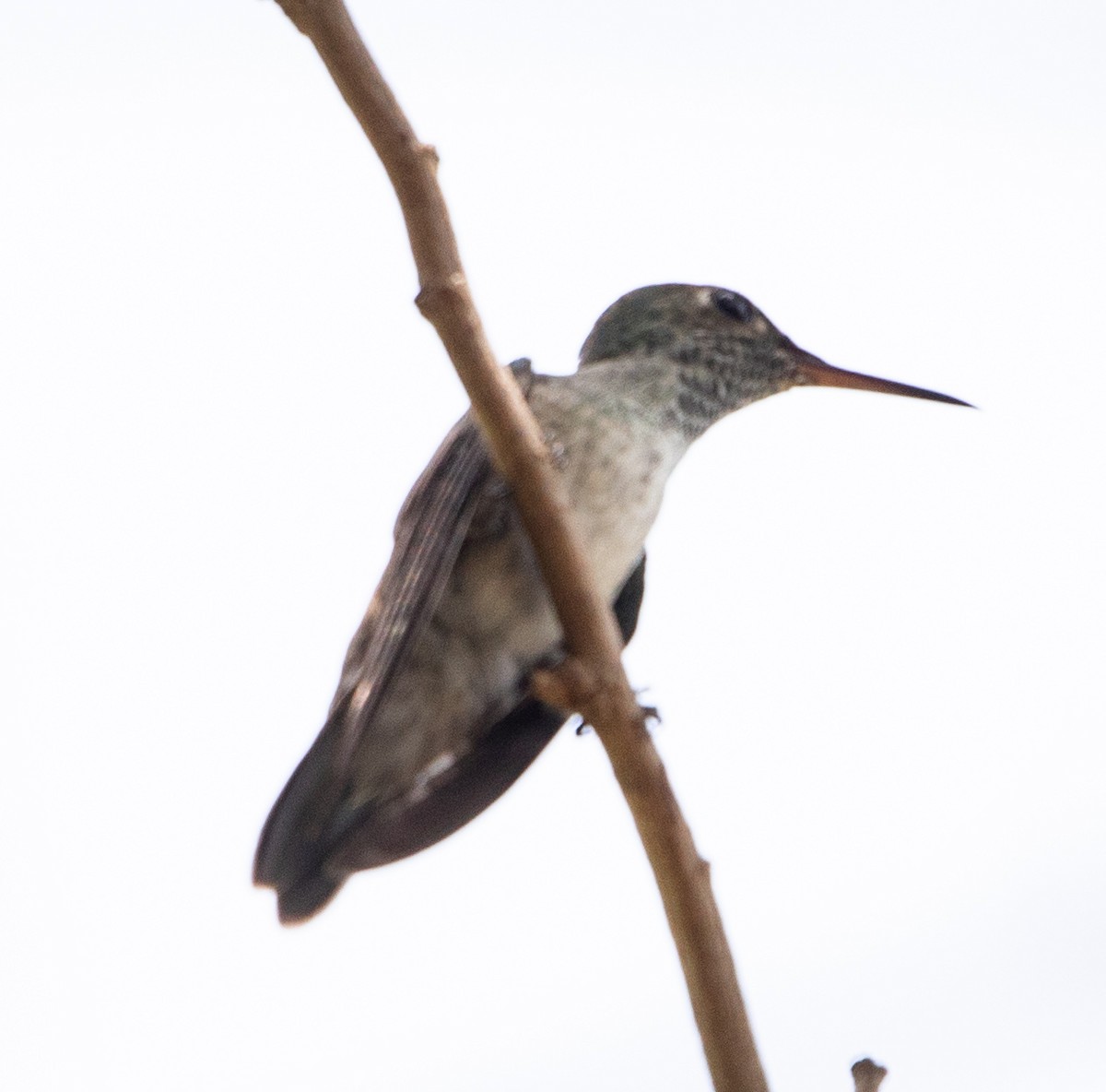 Stripe-breasted Starthroat - ML643900174