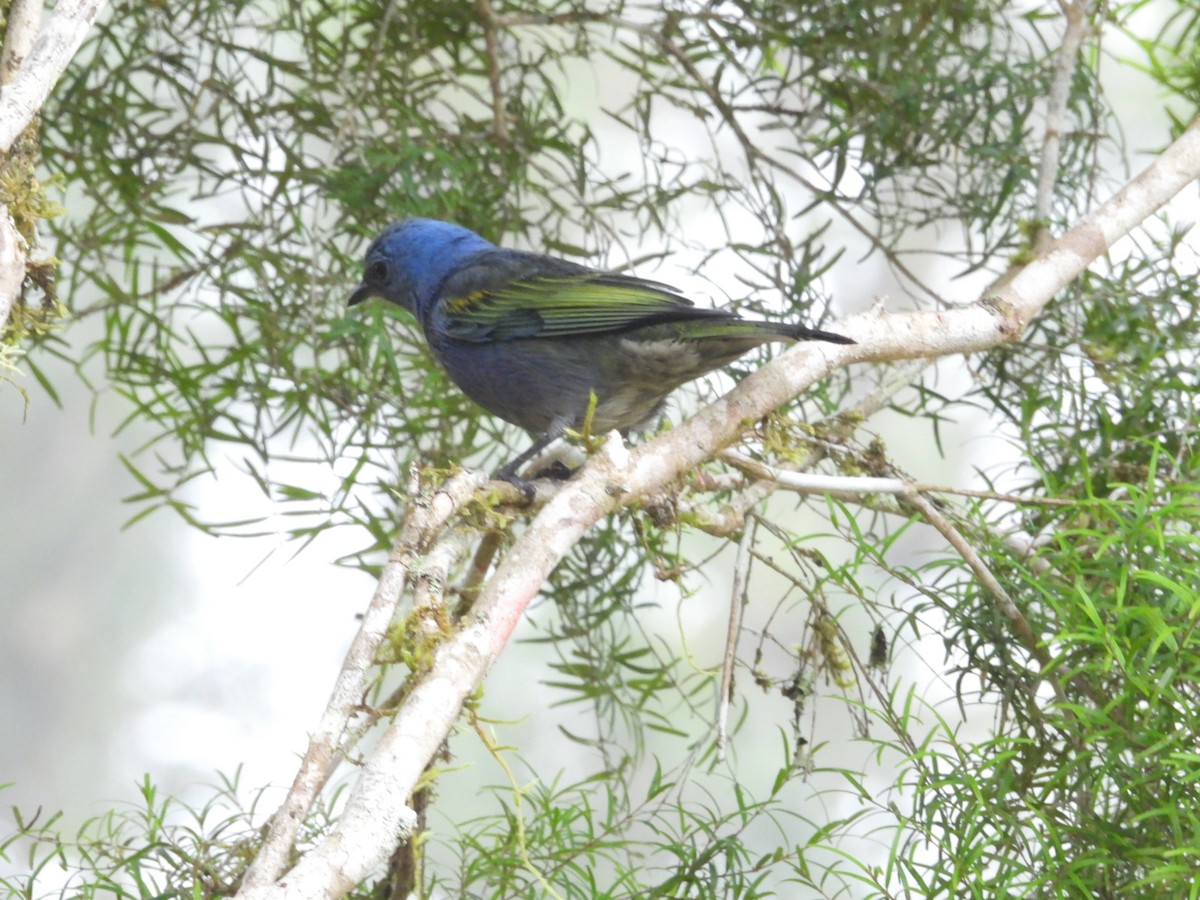 Golden-chevroned Tanager - ML643900177
