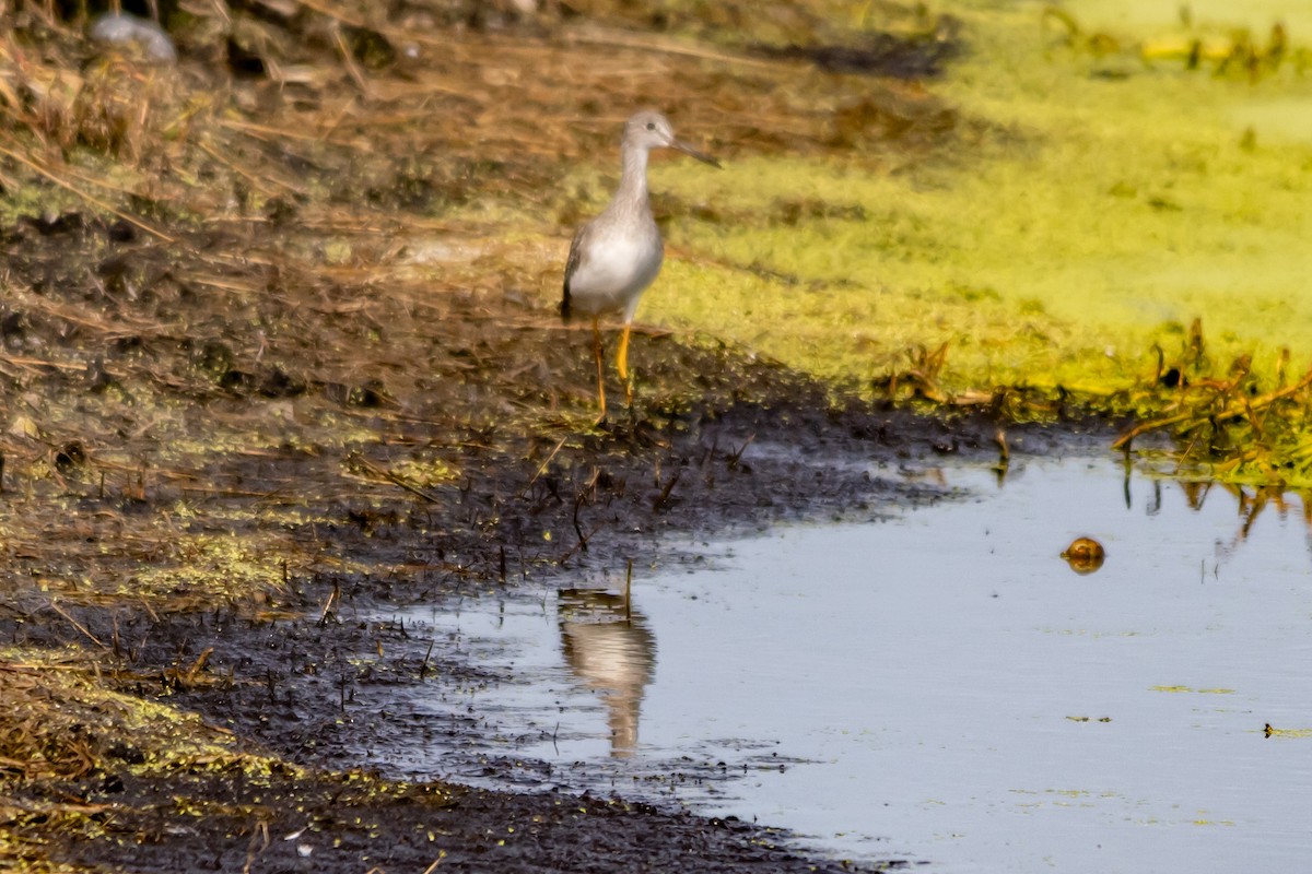 Greater Yellowlegs - ML643900184