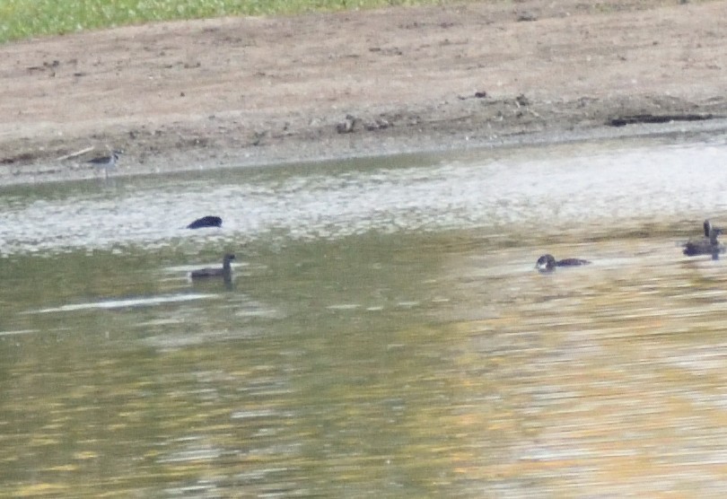 Pied-billed Grebe - ML643900188
