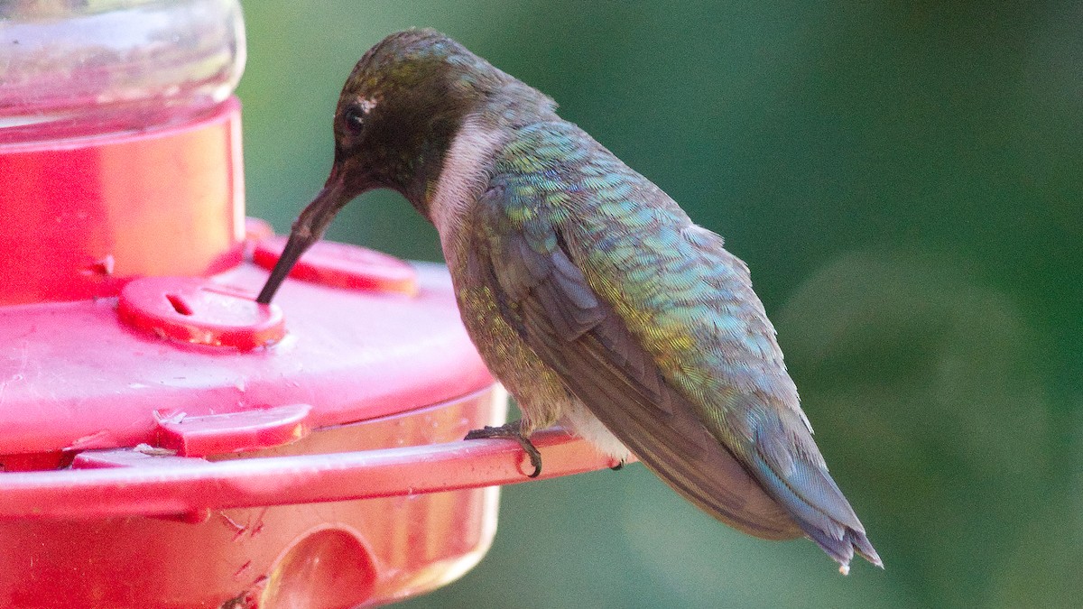 Black-chinned Hummingbird - ML643900215