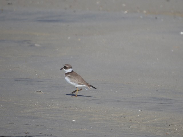 Semipalmated Plover - ML643900224