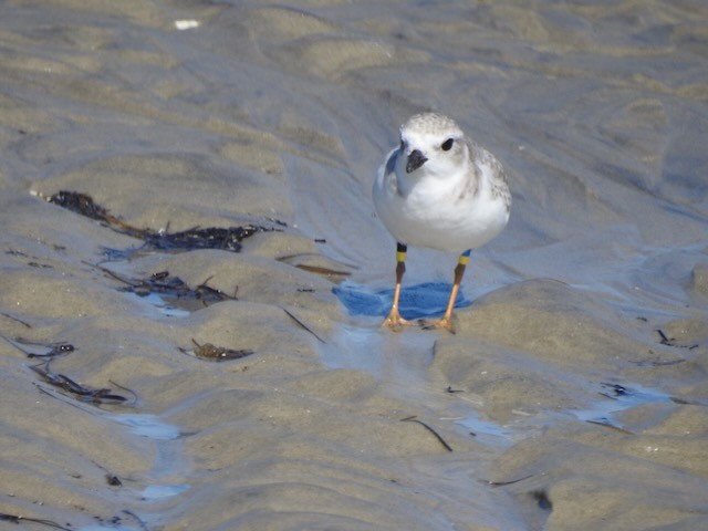 Piping Plover - ML643900237