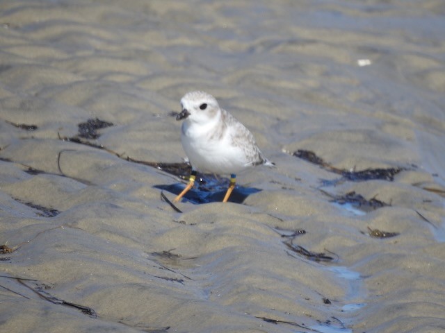 Piping Plover - ML643900238