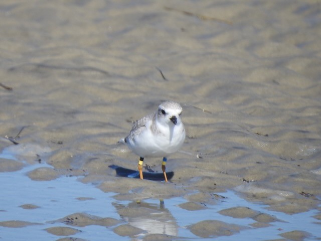 Piping Plover - ML643900239