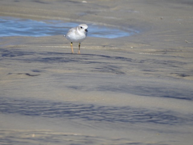 Piping Plover - ML643900240