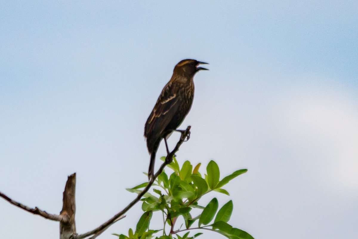 Red-winged Blackbird - ML643900241