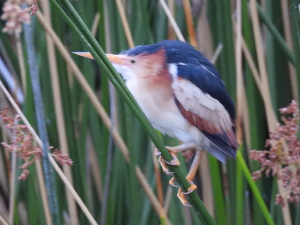 Least Bittern - ML643900253