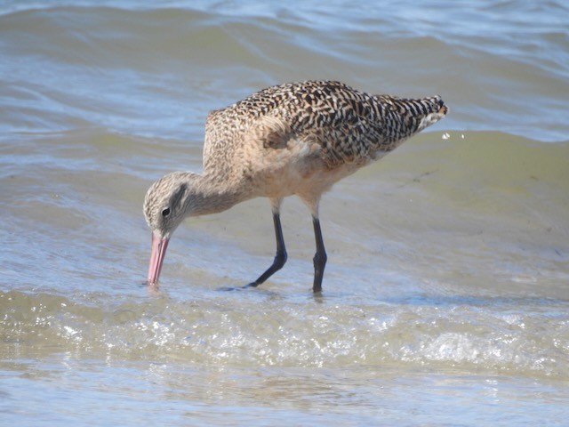 Marbled Godwit - ML643900256