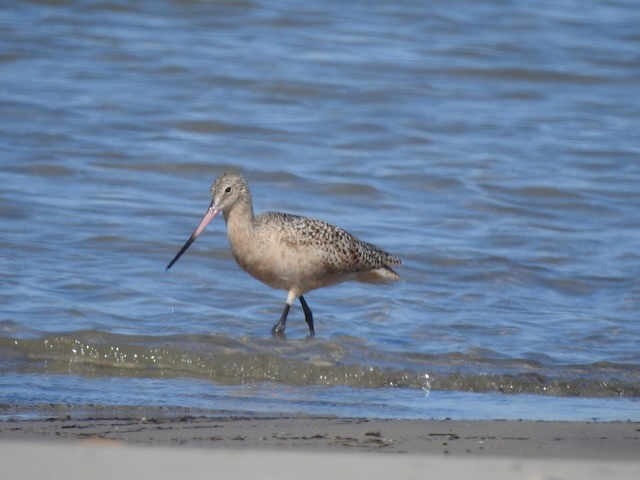 Marbled Godwit - ML643900257