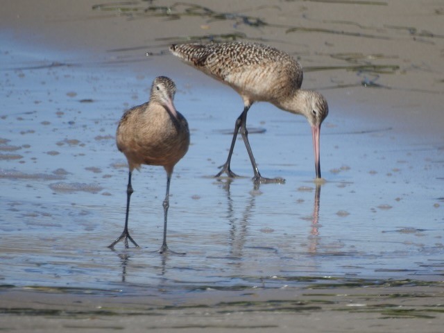 Marbled Godwit - ML643900258