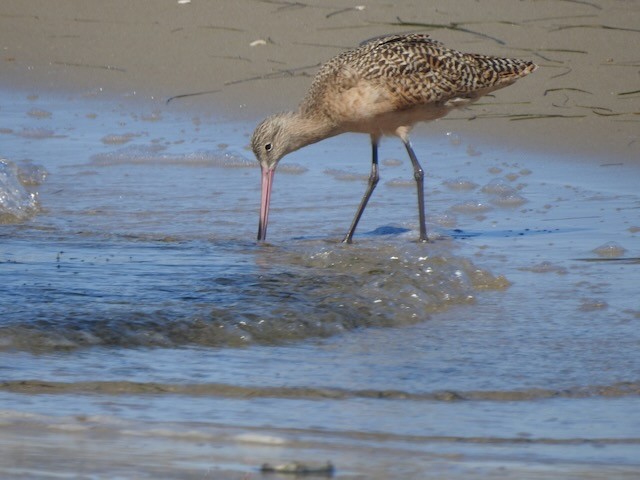 Marbled Godwit - ML643900259