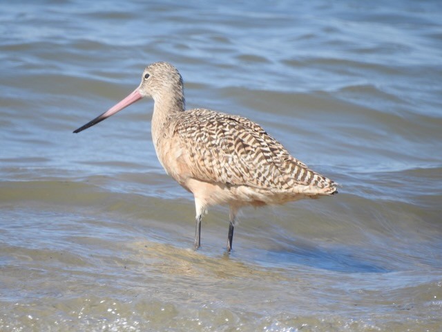 Marbled Godwit - ML643900260
