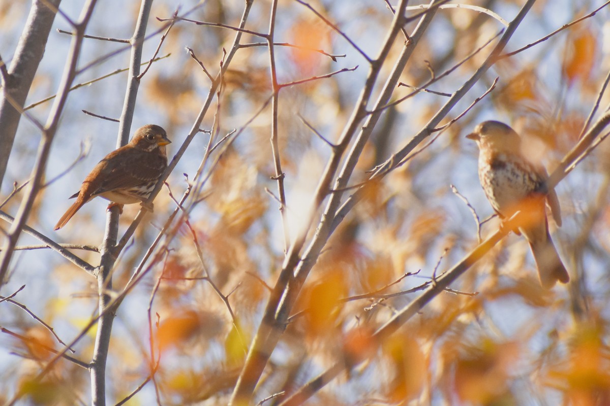 Fox Sparrow (Red) - ML643900261