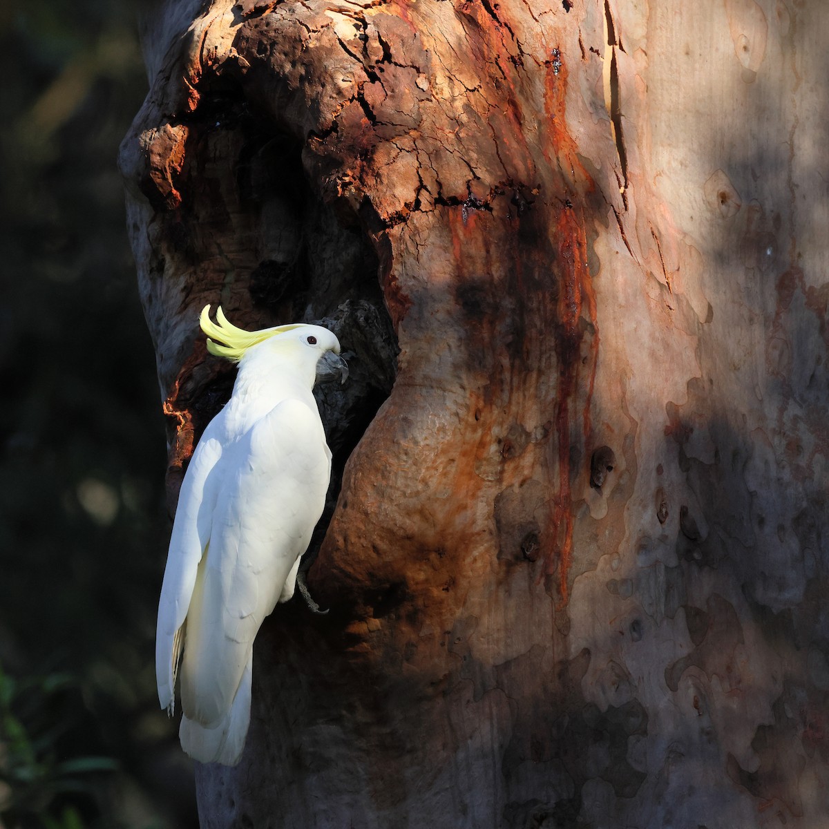Gelbhaubenkakadu - ML643900282