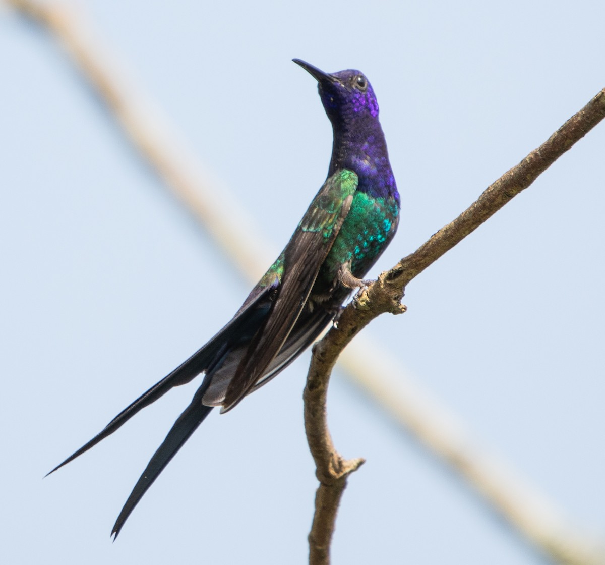 Swallow-tailed Hummingbird - ML643900284