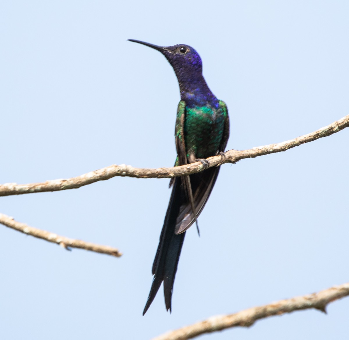 Swallow-tailed Hummingbird - ML643900285