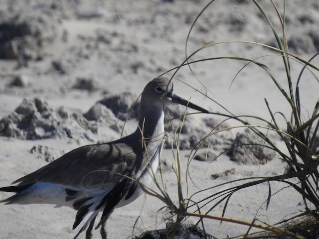 Willet - ML643900295