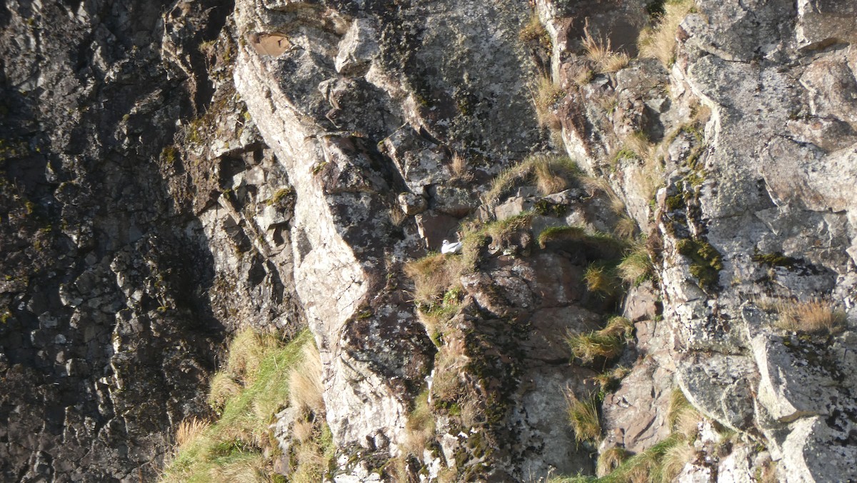 Fulmaro - ML643900302