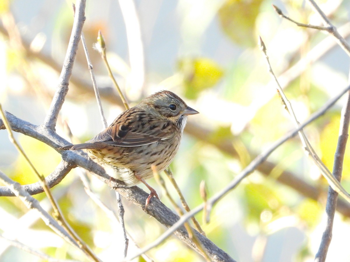 Lincoln's Sparrow - ML643900313