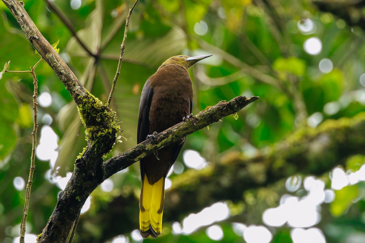 Russet-backed Oropendola - ML643900337