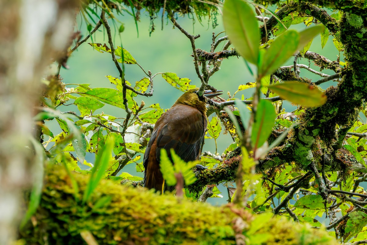 Russet-backed Oropendola - ML643900338