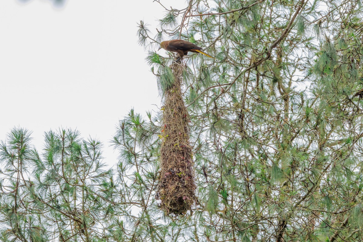 Russet-backed Oropendola - ML643900341