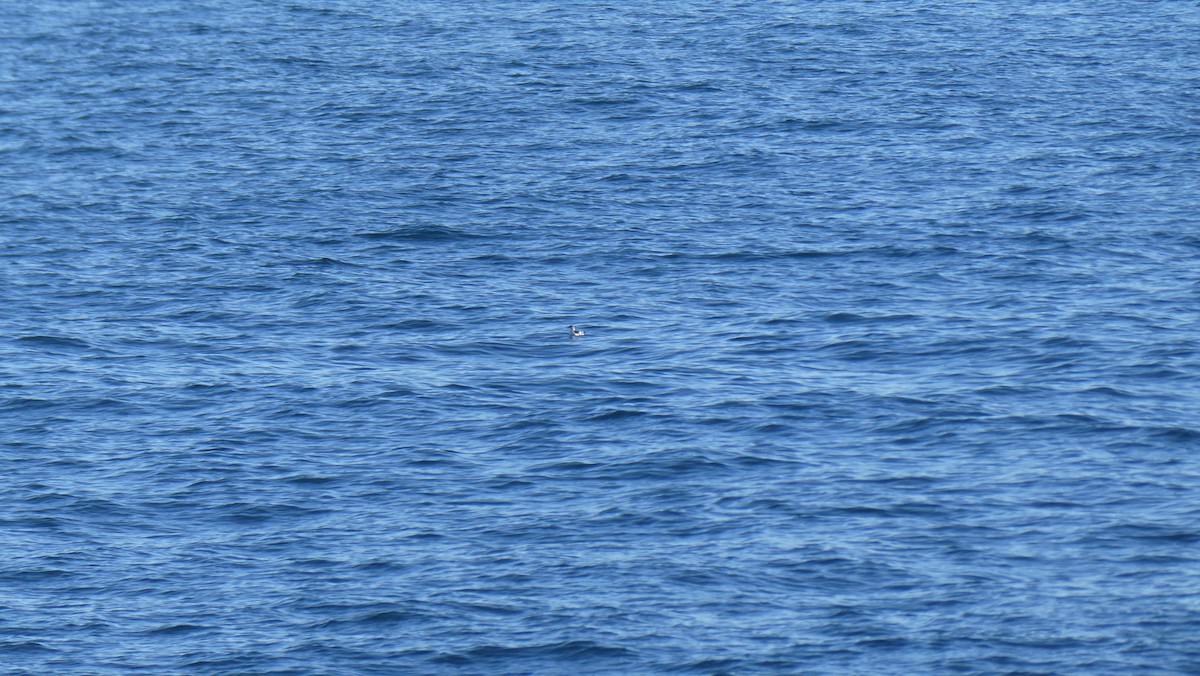 Black Guillemot - ML643900350