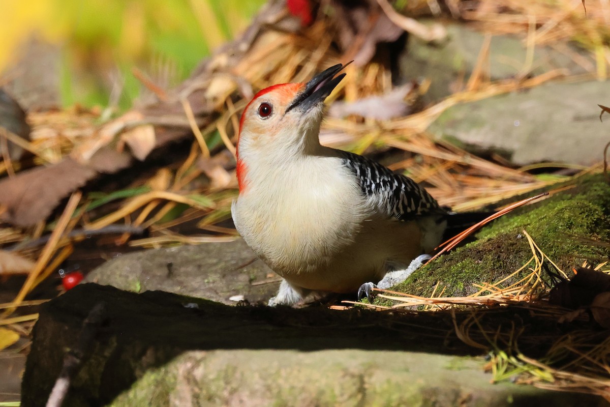 Red-bellied Woodpecker - ML643900355