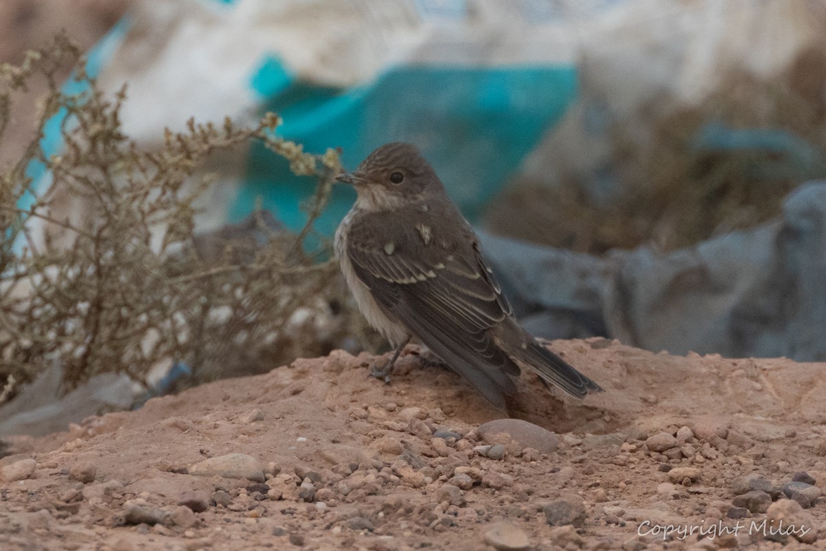 Spotted Flycatcher - ML643900357