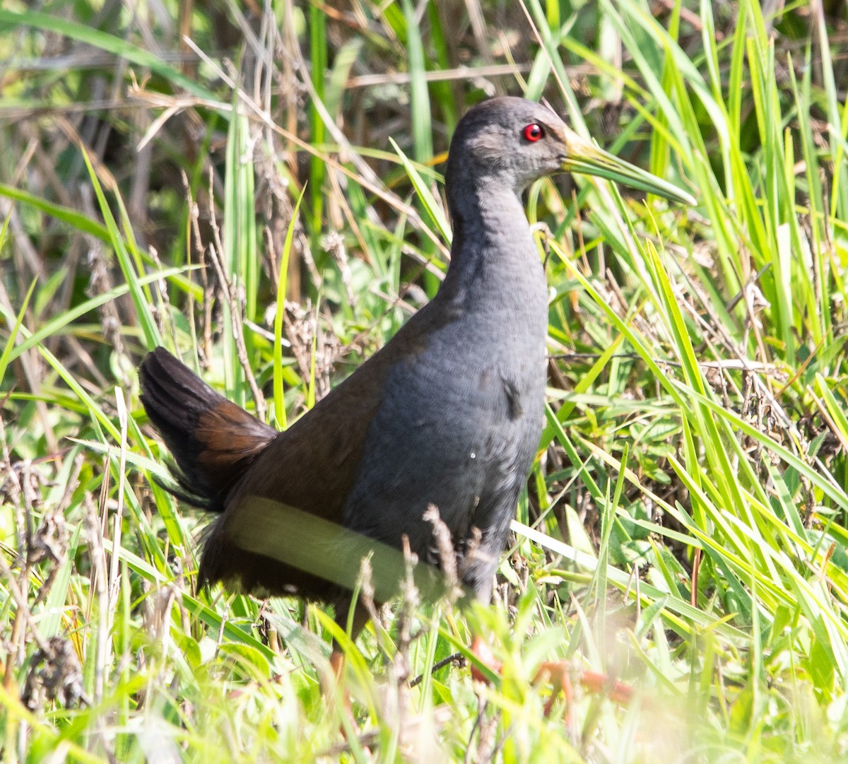 キタハイイロクイナ - ML643900359