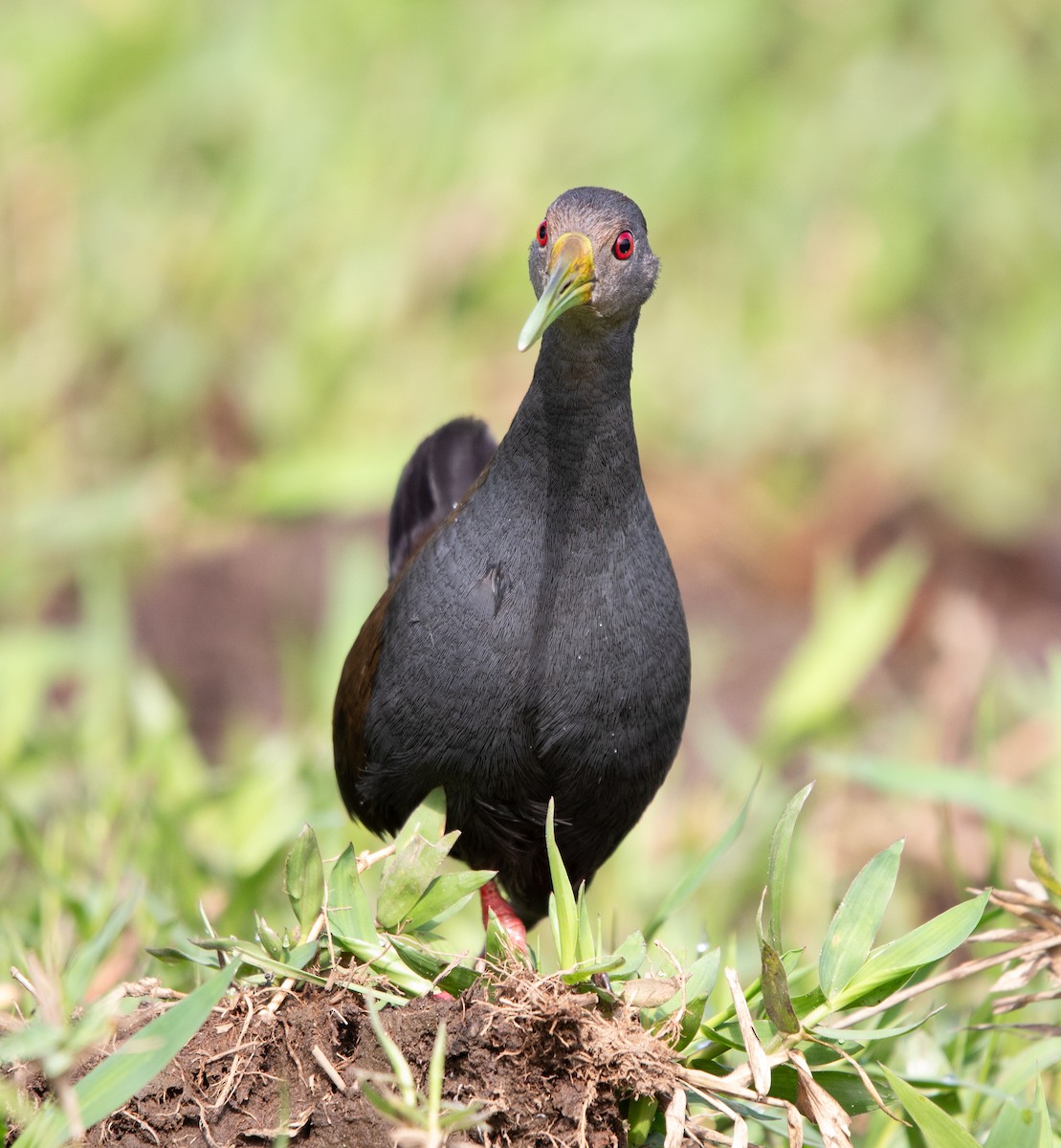 キタハイイロクイナ - ML643900360