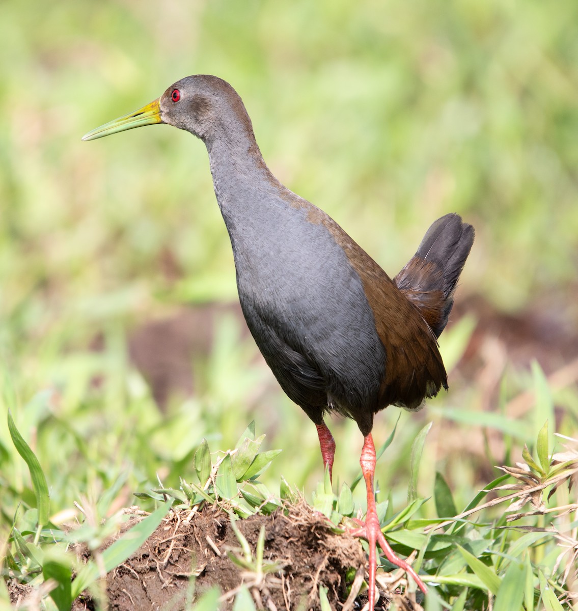 キタハイイロクイナ - ML643900361