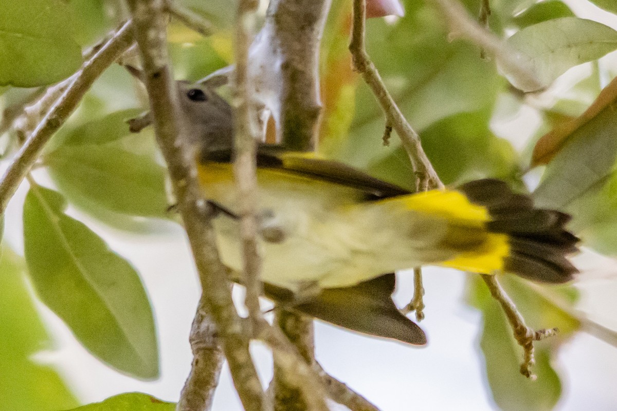 American Redstart - ML643900385