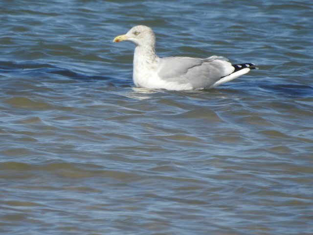 American Herring Gull - ML643900399