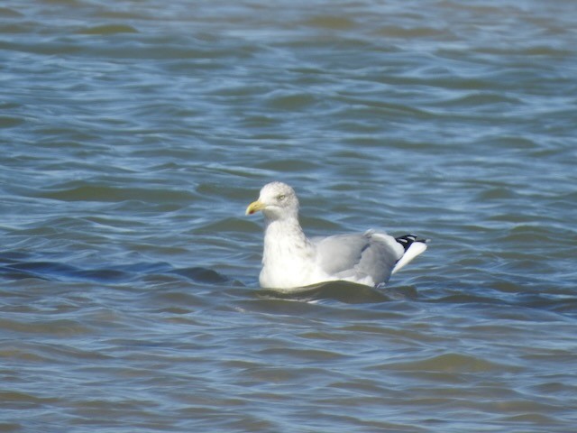 American Herring Gull - ML643900400