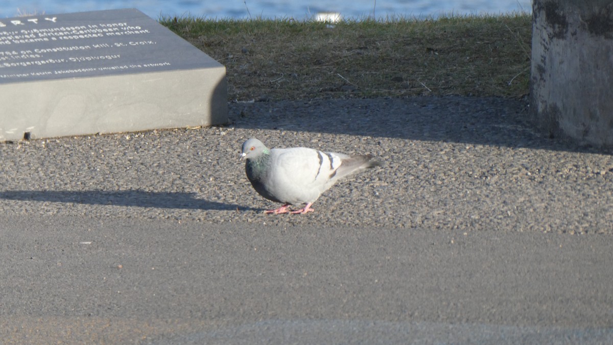 Rock Pigeon - ML643900401