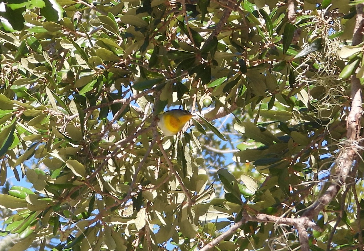 Parula Norteña - ML643900424