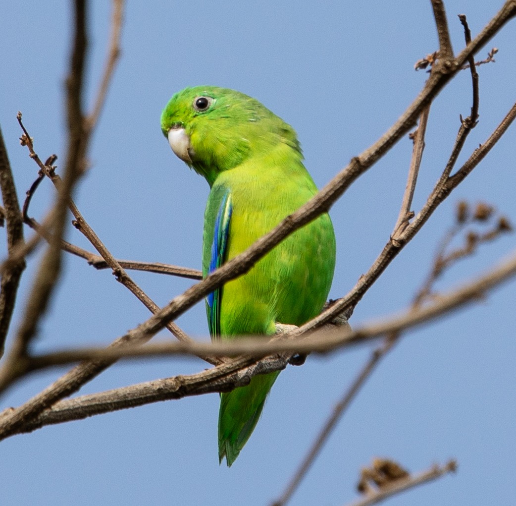 Cobalt-rumped Parrotlet - ML643900428
