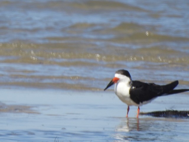 Black Skimmer - ML643900429