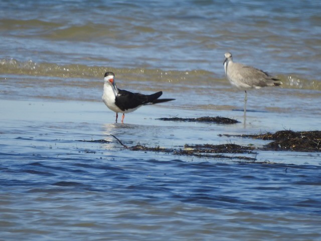 Black Skimmer - ML643900430