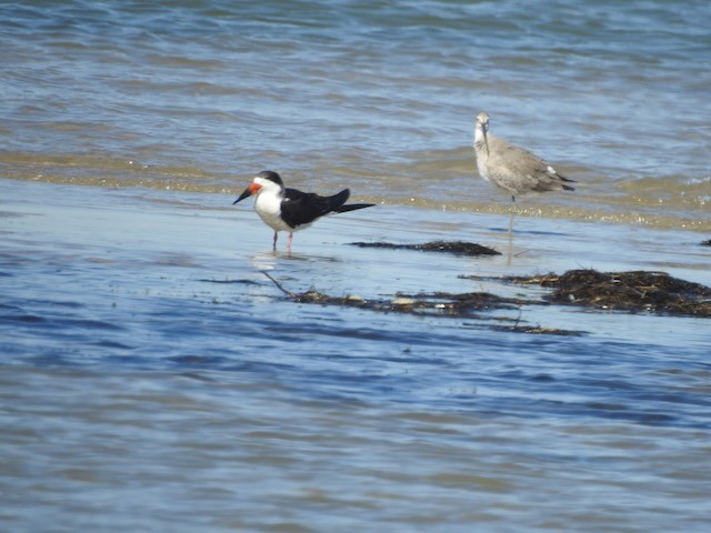Black Skimmer - ML643900431