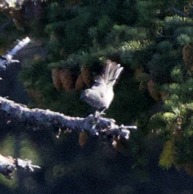 Townsend's Solitaire - ML643900437