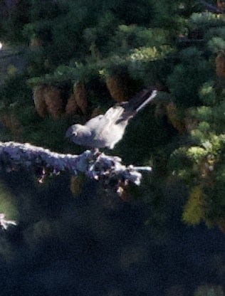 Townsend's Solitaire - ML643900438