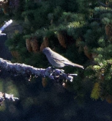 Townsend's Solitaire - ML643900439