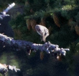 Townsend's Solitaire - ML643900440