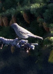 Townsend's Solitaire - ML643900441