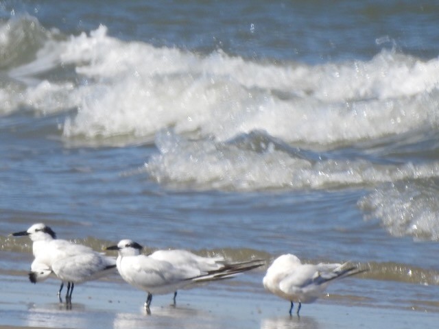 Sandwich Tern - ML643900471